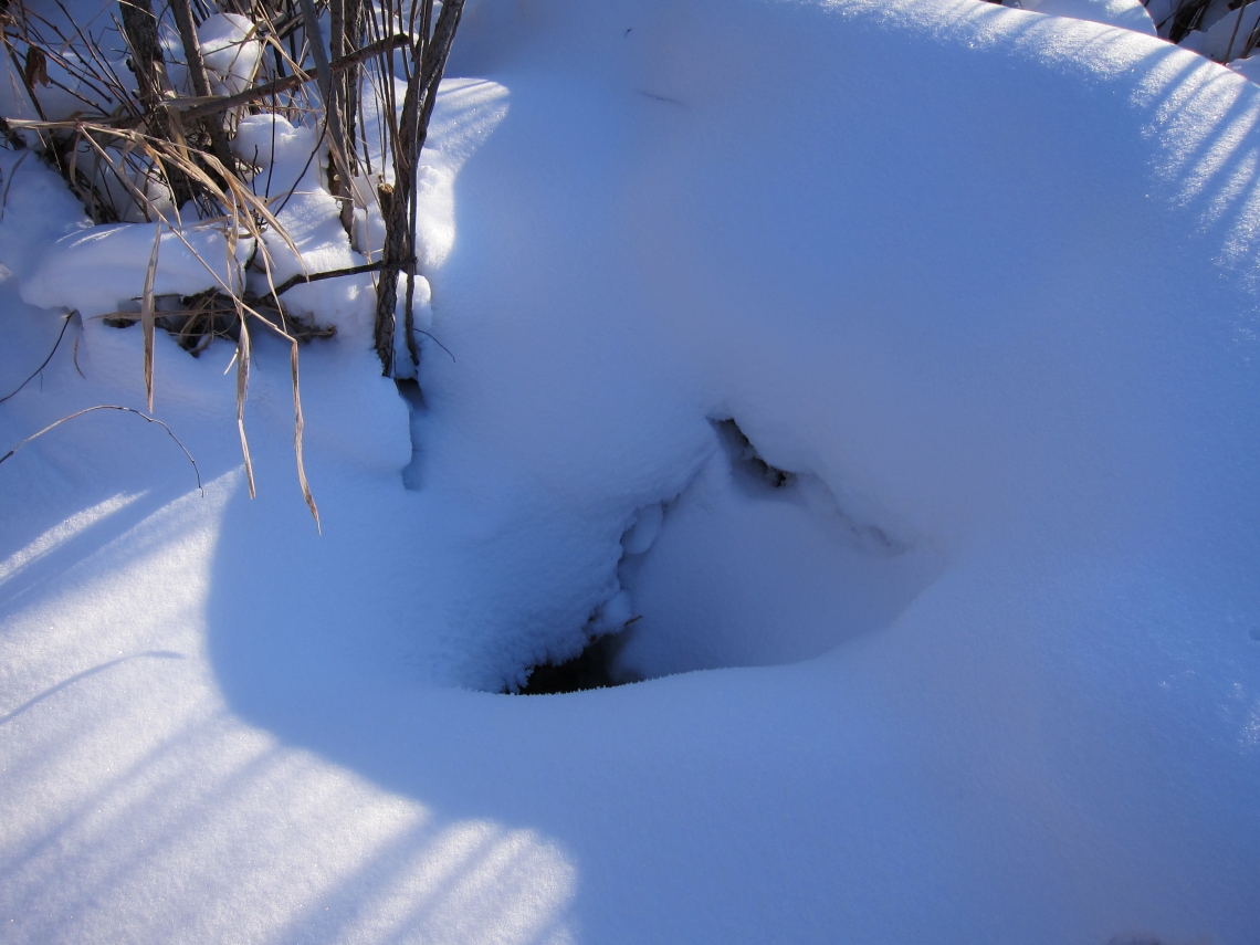 American black bear_U americanus_Minnesota_excavated bear den, frost around hole from warmer air inside den_D Garshelis