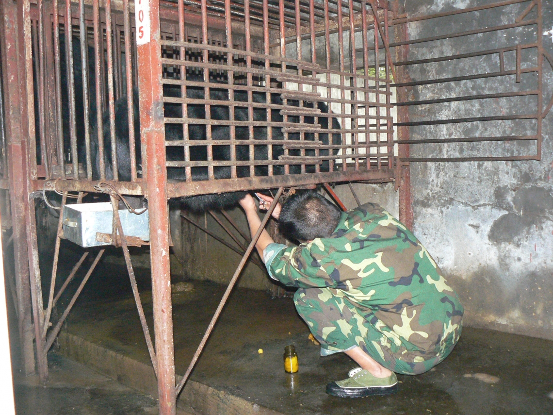 Asiatic black bear_U thibetanus_China_bear farm bile milking_D Garshelis