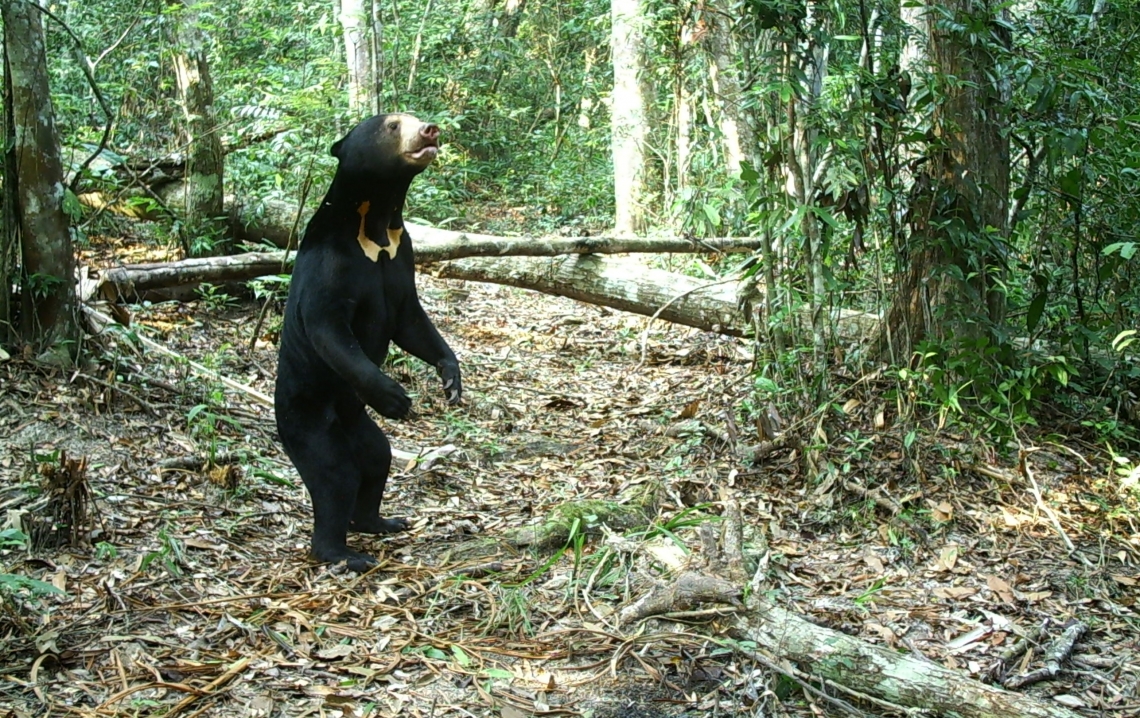 Sun bear_H malayanus_Thailand_baited camera trap photo showing individual chest marking large male_D Ngoprasert