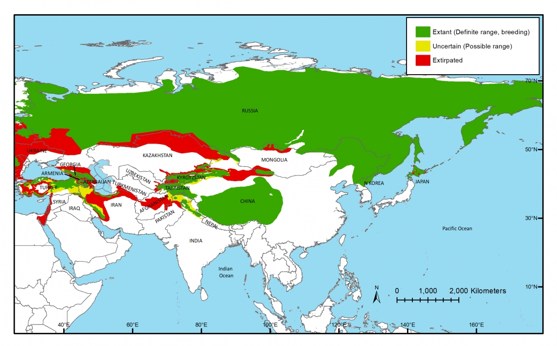 Range map of brown bear (U arctos) in Asia mapped by Bear Specialist Group created by M Proctor