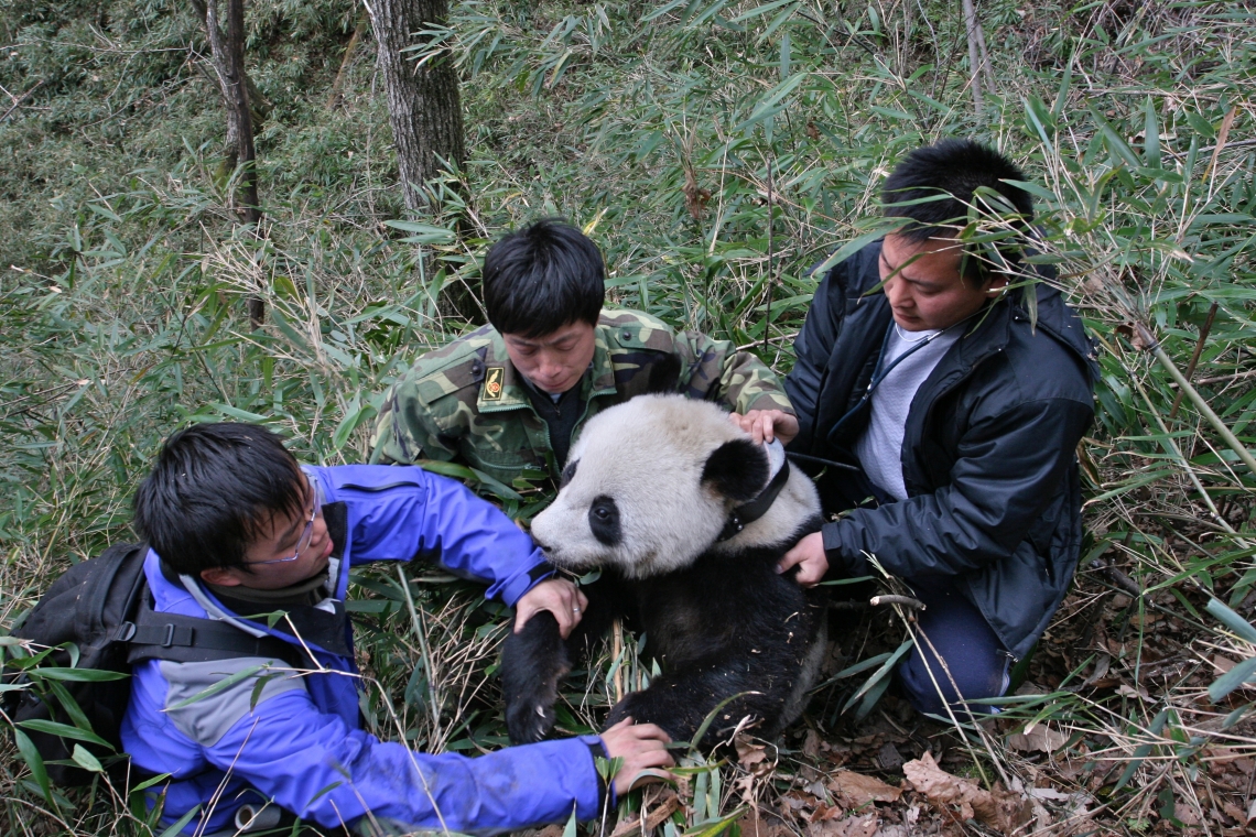 Giant panda_A melanoleuca_Foping NR_panda being fitted with GPS tracking collar_IOZCAS
