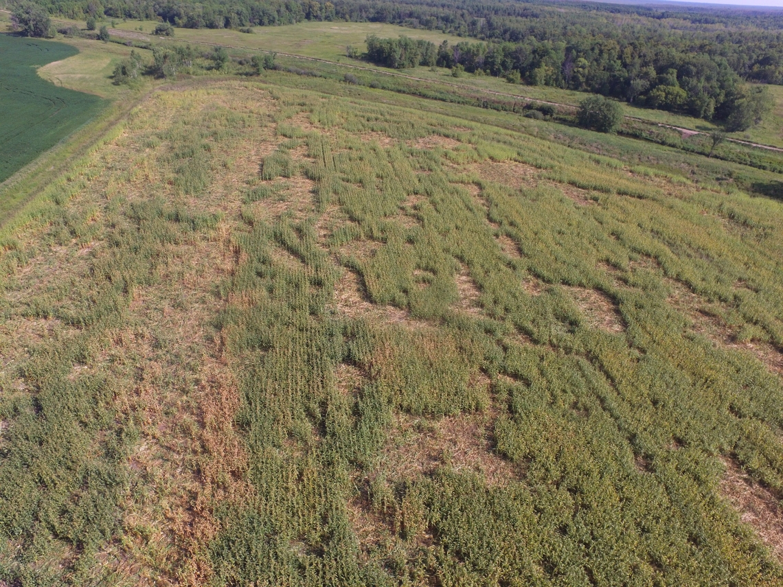 American black bear_U americanus_Minnesota_damage to cornfield_Minnesota DNR drone photo