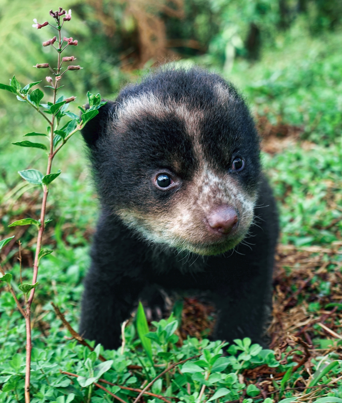 Andean bear_T ornatus_Ecuador_ bear cub with distinct markings_Alandy Torres