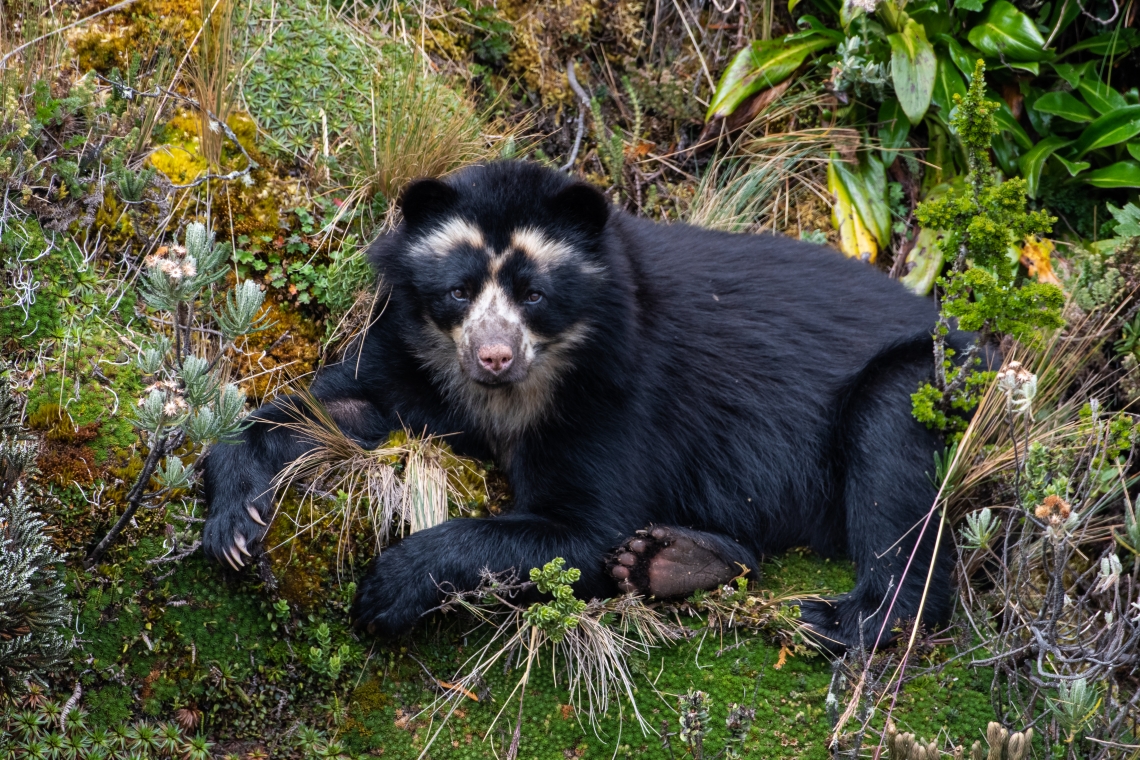 Andean bear_T ornatus_Cayambe Coca National Park Ecuador_Sean Kite