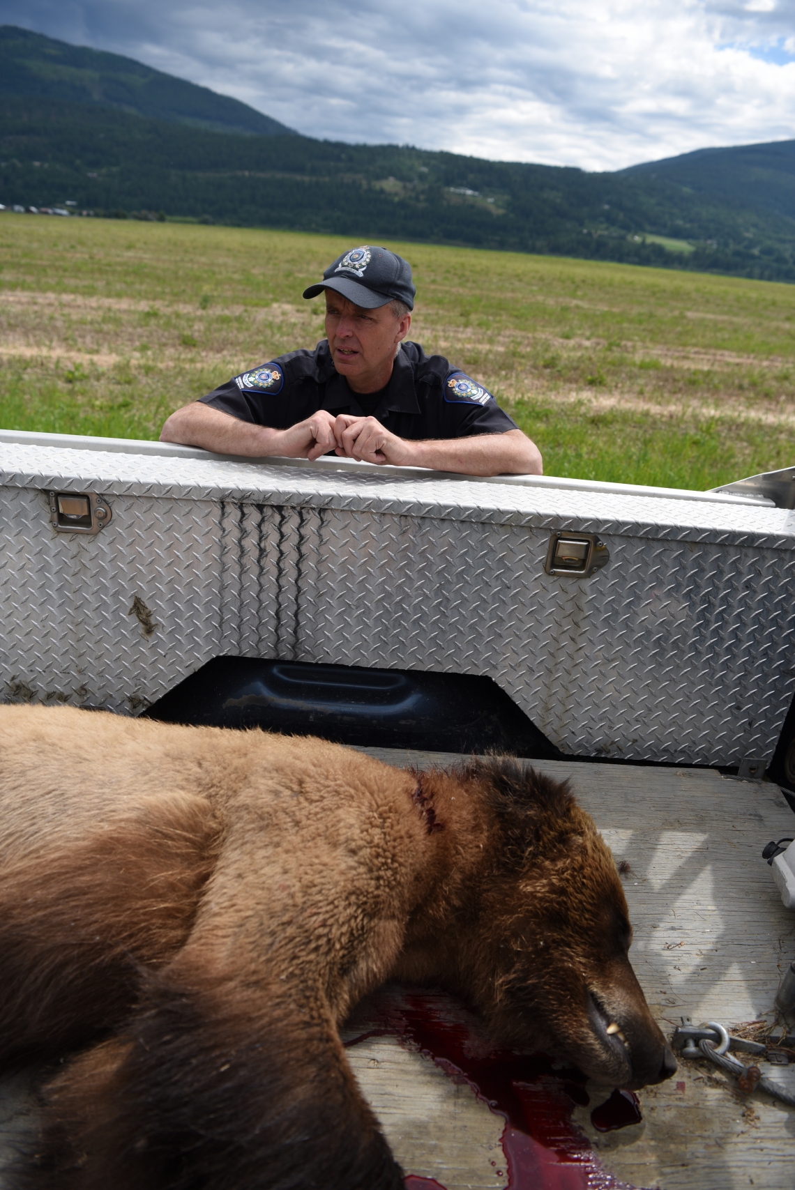 Brown bear_U arctos_British Columbia Canada_bear shot and killed by landowner defending livestock_M Proctor