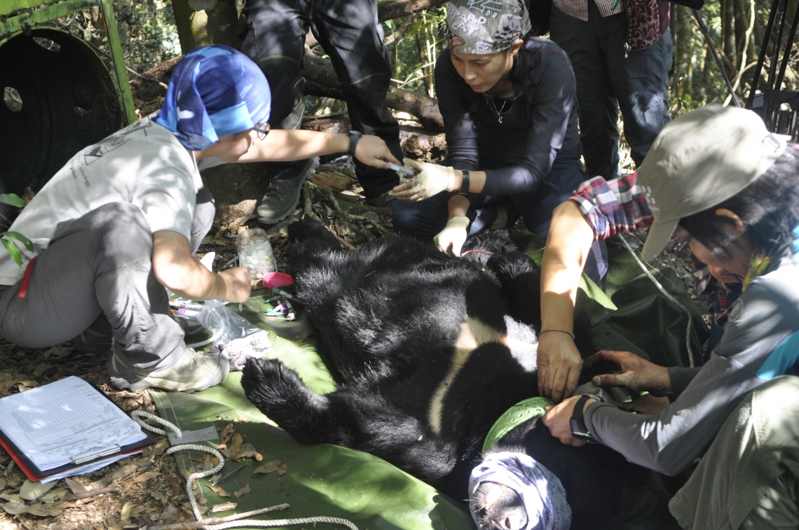 Asiatic black bear_U thibetanus_Taiwan_radiocollaring_M_H Hwang