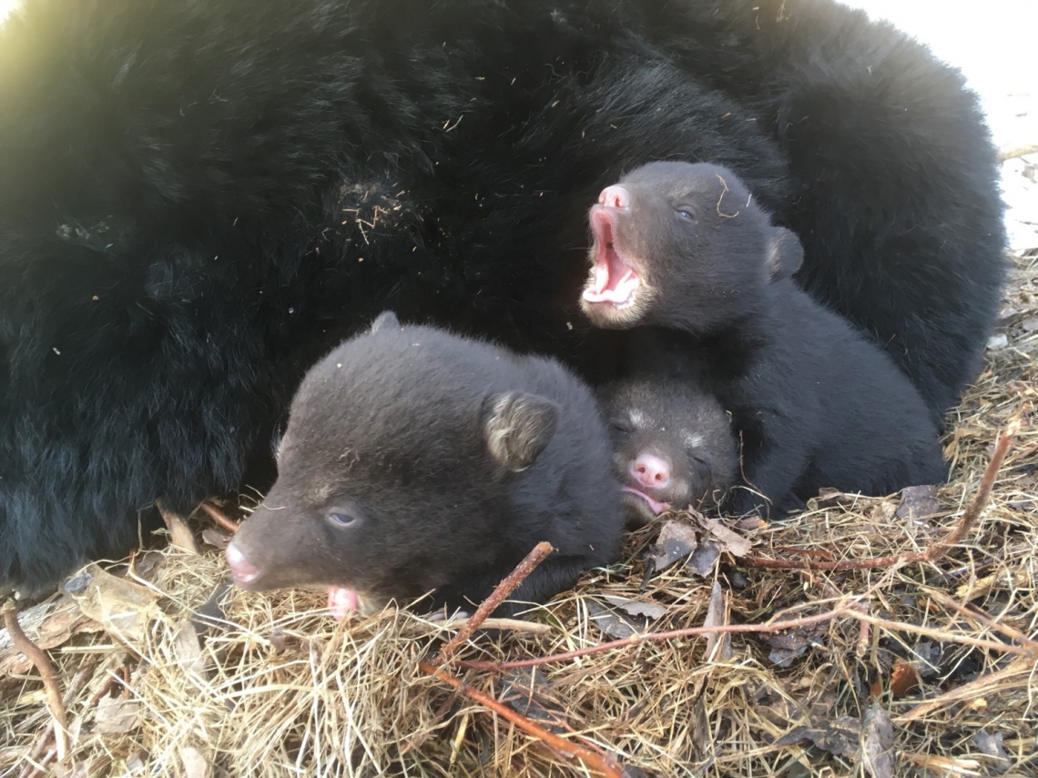 American black bear_U americanus_Minnesota_cubs in den crying about 7 weeks old_D Garshelis
