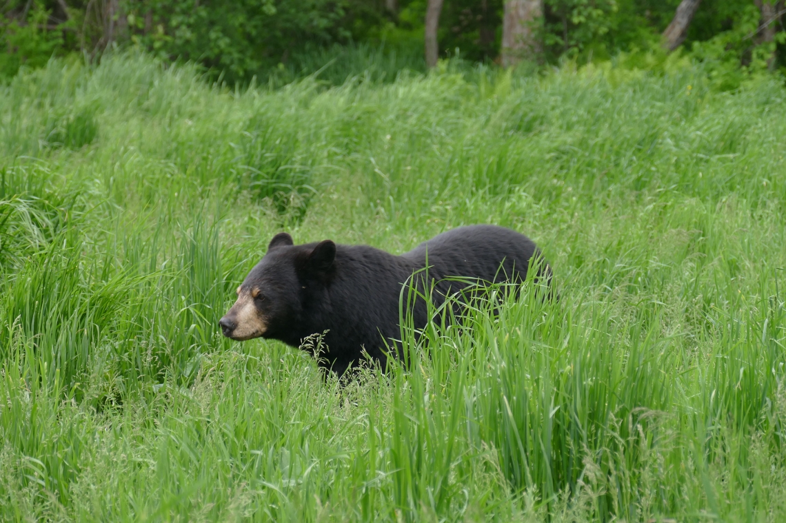 American black bear_U americanus Minnesota_opening in forest_D Garshelis