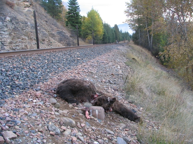 Brown bear_U arctos_northwest Montana USA_bear killed by a train_W Kasworm