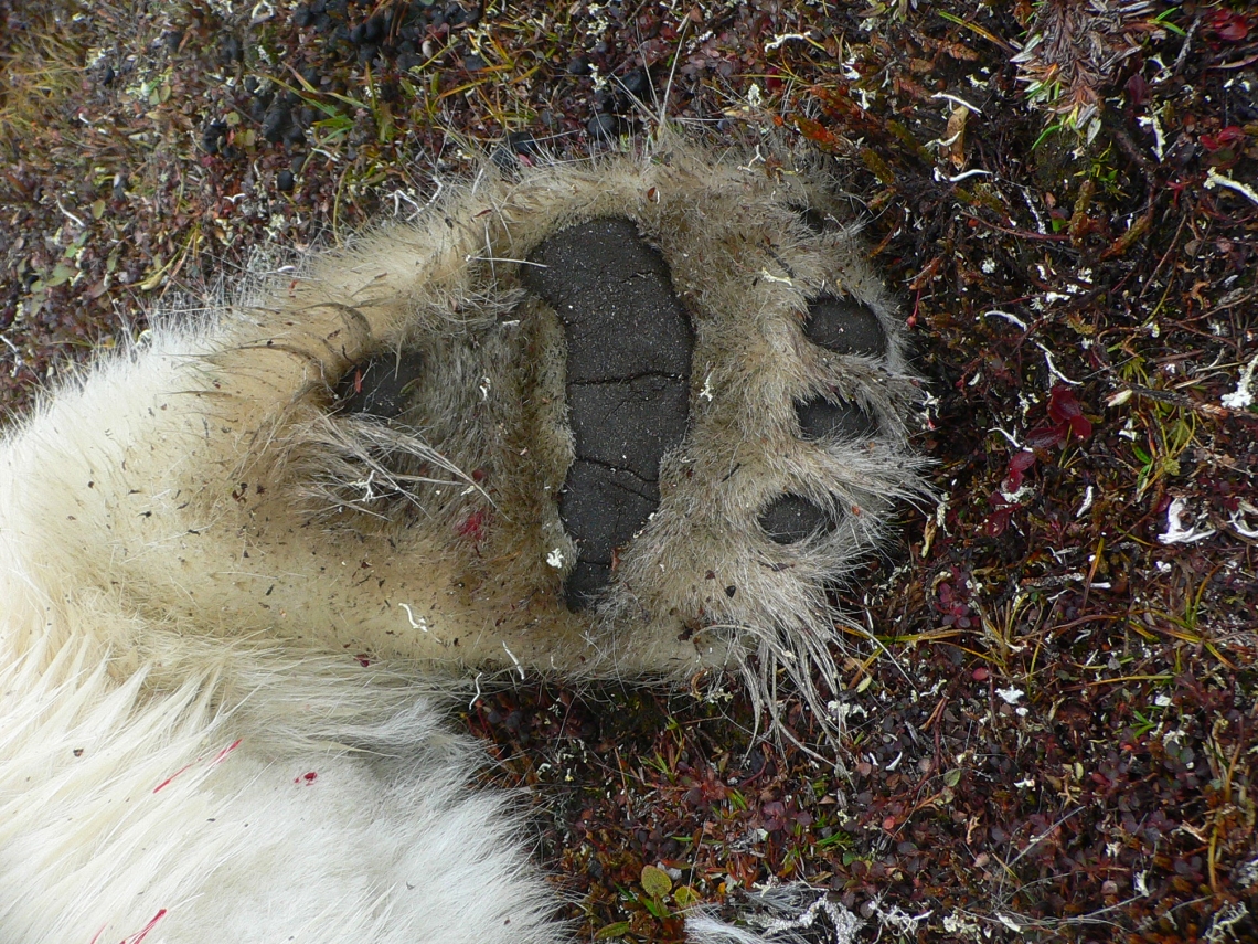 Polar bear_U maritimus_Nunavut Canada_underside hindfoot_D Garshelis
