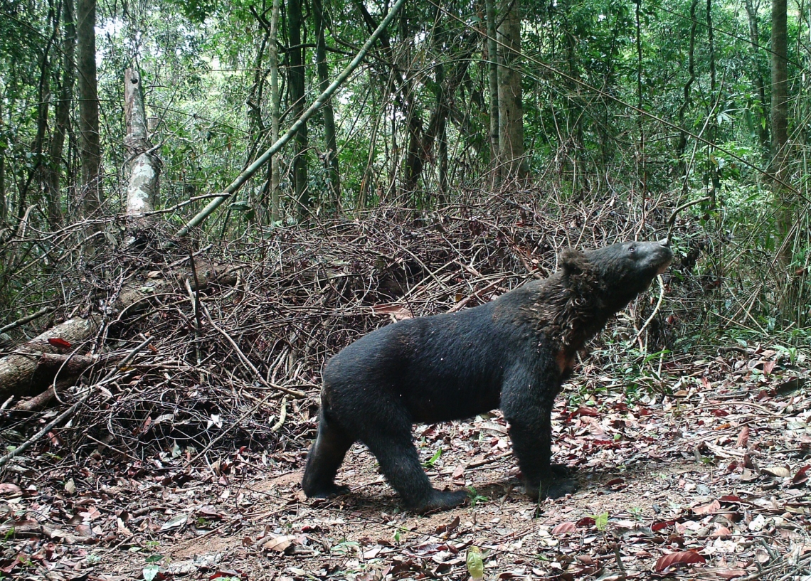 Asiatic black bear_U thibetanus_Khao Yai NP Thailand_short fur and ruff_D Ngopraset