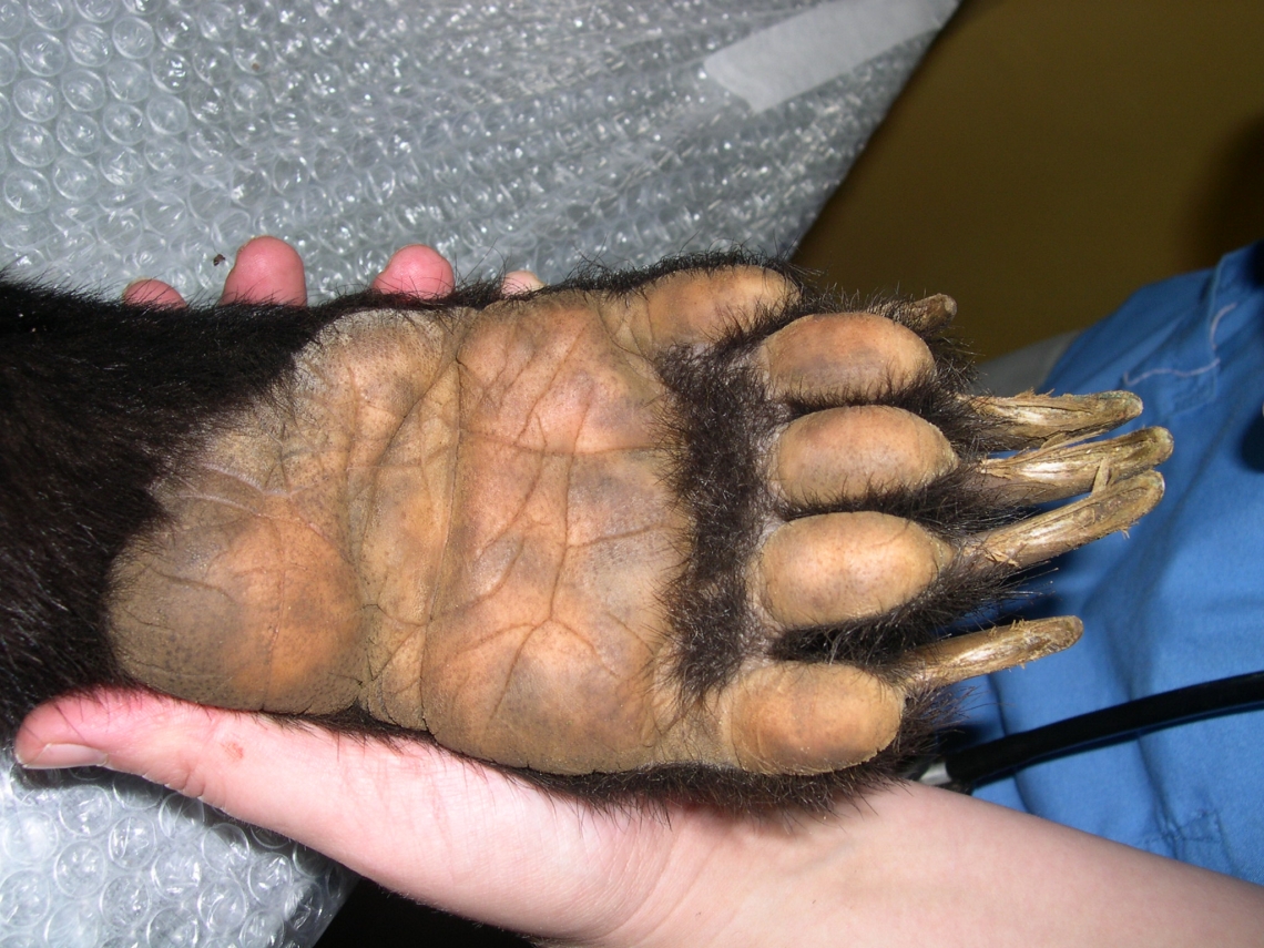 Sun bear_H malayanus_Kalimantan Indonesia_front foot with naked sole and long claws_G Fredriksson