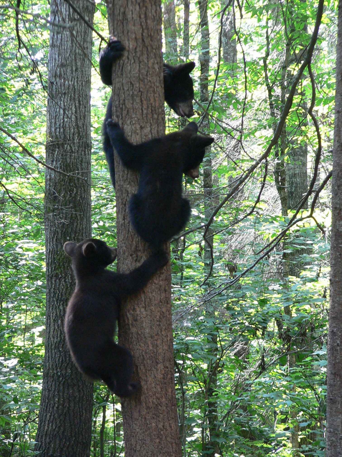 American black bear_U americanus_Minnesota_family of cubs in tree_D Garshelis