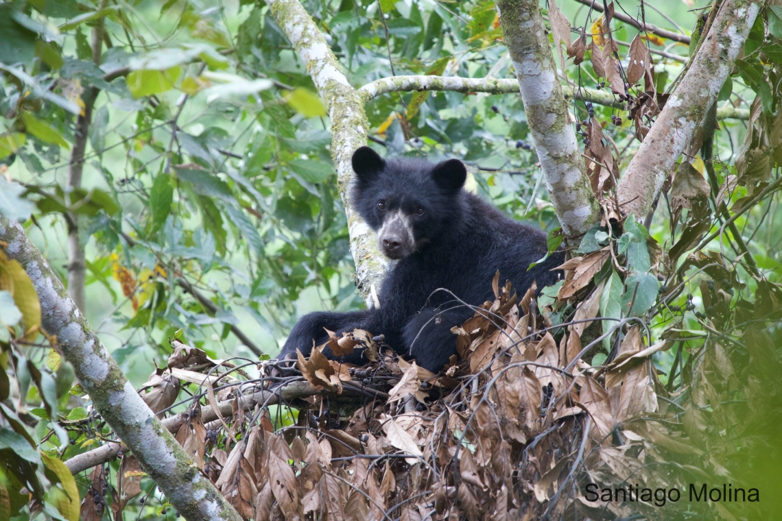Andean bear_T ornatus_Ecuador_adult female without spectacles_Santiago Molina