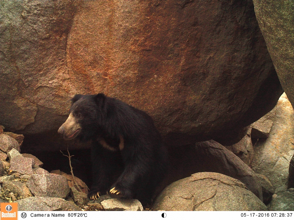 Sloth bear_M ursinus_Karnataka India_camera trap bear emerging from a den_Wildlife SOS