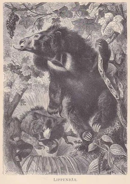 Ironically, the sloth bear (above) (referred to as a Lip bear in this drawing) has a very similar crescent-shaped white chest marking as the Asiatic black bear, often leading to confusion in species identification. (From Brehms Tierleben 1890)