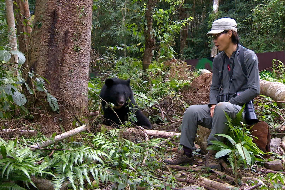 Observing Asiatic black bear being trained for release Taiwan_ M-H Hwang