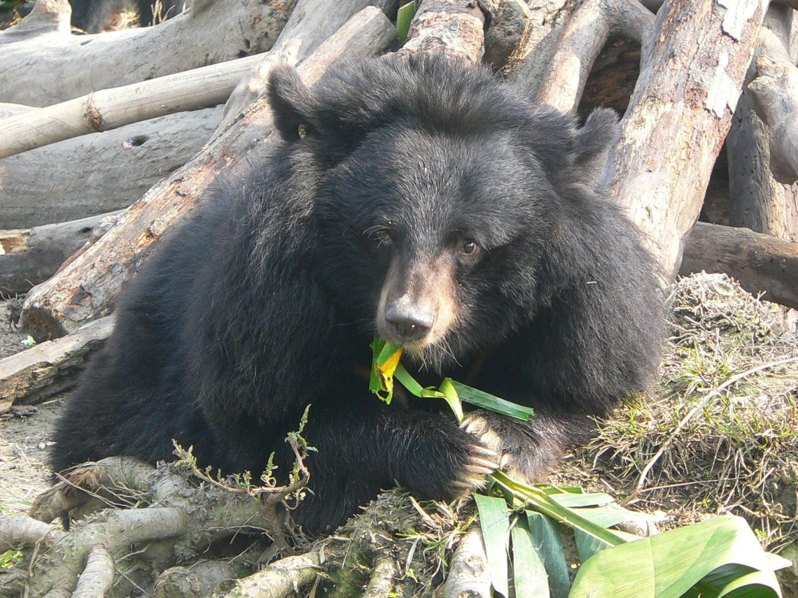 Asiatic black bear at Chengdu Bear Rescue Center_D. Garshelis