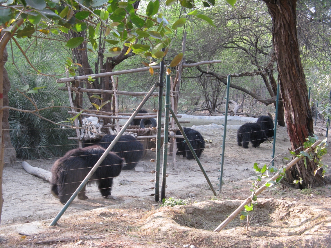 Sloth bear_M ursinus_Wildlife SOS facility Agra India_L Kolter
