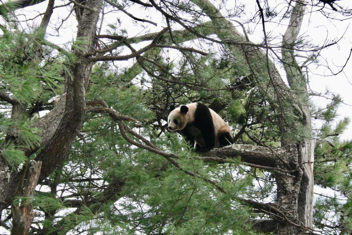 Giant panda_A melanoleuca_Foping NR_tree climbing_IOZCAS