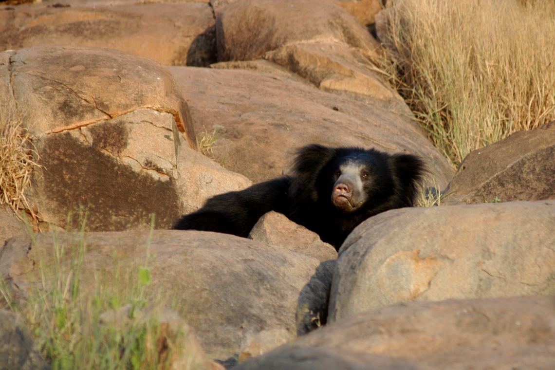 Sloth bear_ M ursinus_Daroji bear Sanctuary India_leaving den in boulder field_Thomas Sharp