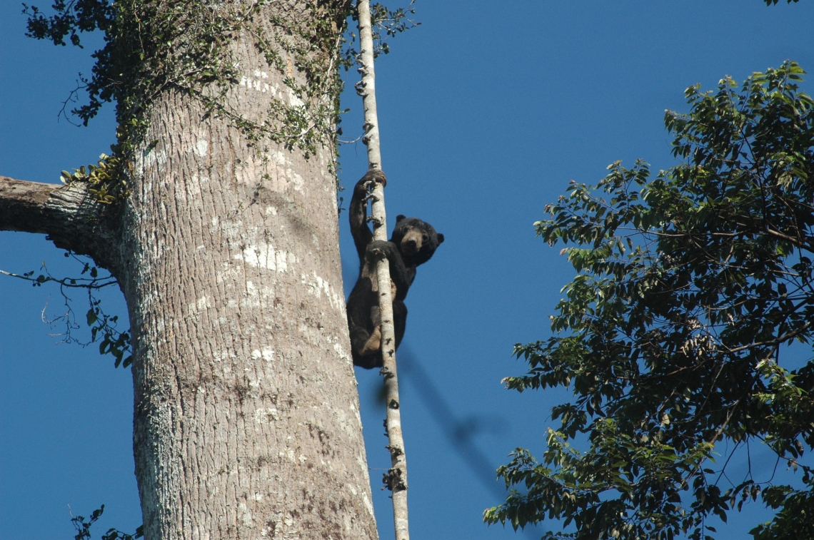 Sun bear_H malayanus_Kalimantan Indonesia_Climbing down fig root_Chandra Dewana Boer