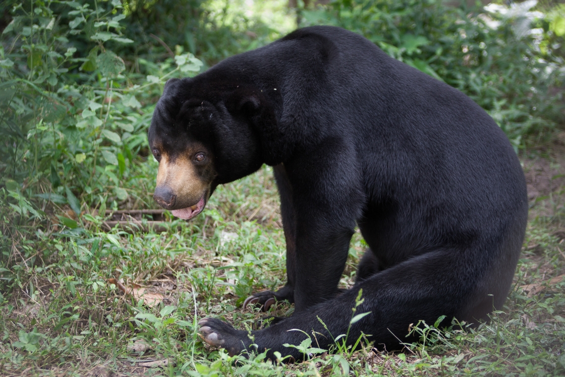 Sun bear_H malayanus_Cambodia Bear Sanctuary Cambodia_short fur small ears_Free the Bears