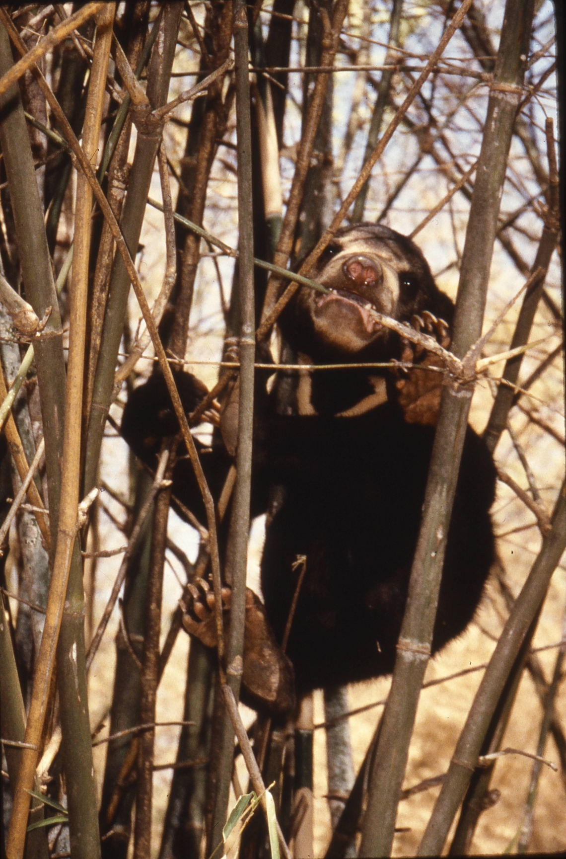 Sun bear_H malayanus_Thailand_ confiscated cub learning to climb_D Garshelis