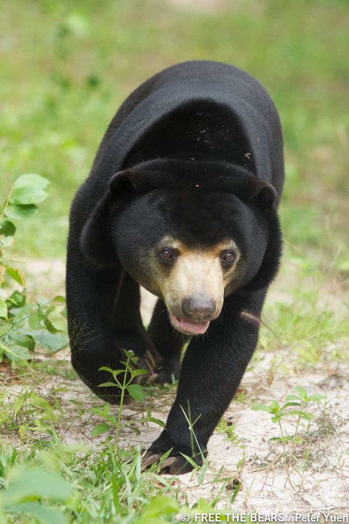Sun bear_H malayanus_Cambodia Bear Sanctuary Cambodia_rescued from illegal trade_sleek fur inward pointing front paws_Free the Bears_02