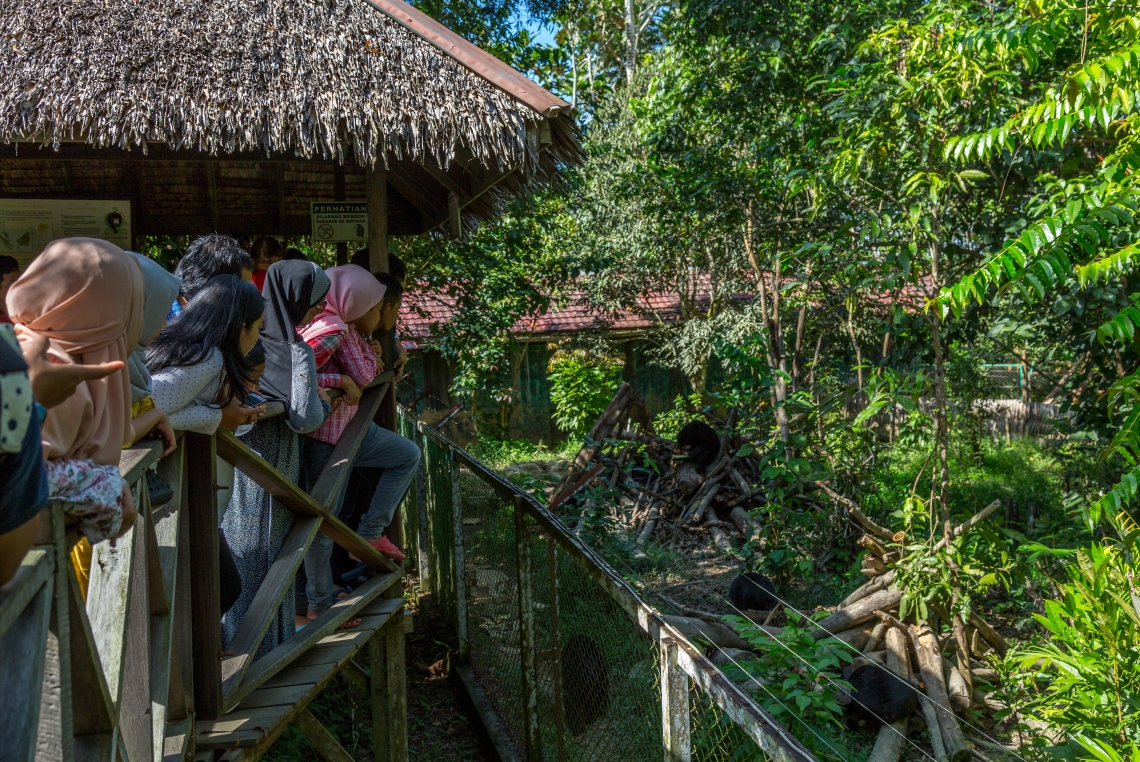 Sun bear_H malayanus_Kalimantan Indonesia_Visitors to KWPLH sun bear education centre_Nick Heard