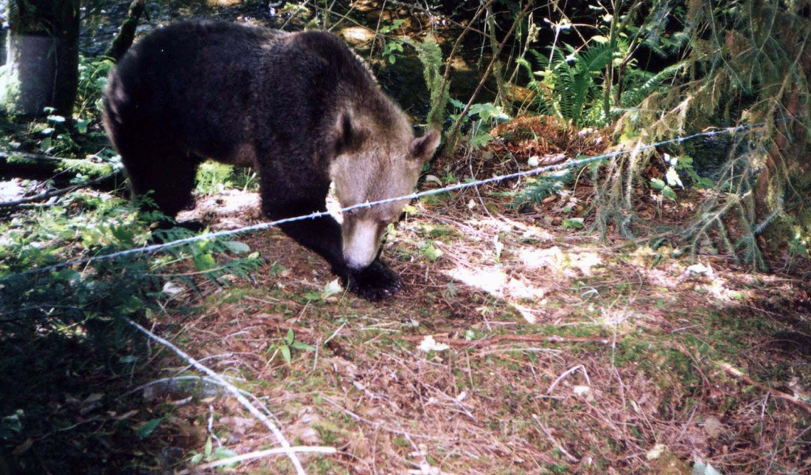 Brown bear_U arctos_British Columbia Canada_bear going under barb wire for hair and DNA collection_S Himmer