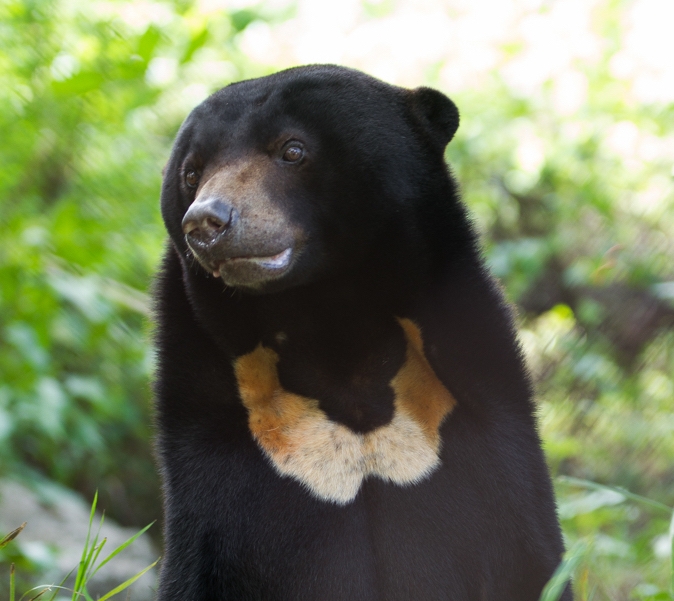 Sun bear_H malayanus_Cambodia Bear Sanctuary _Free the Bears