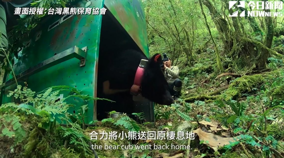 Taiwan: Asiatic Black Bear orphaned cub release