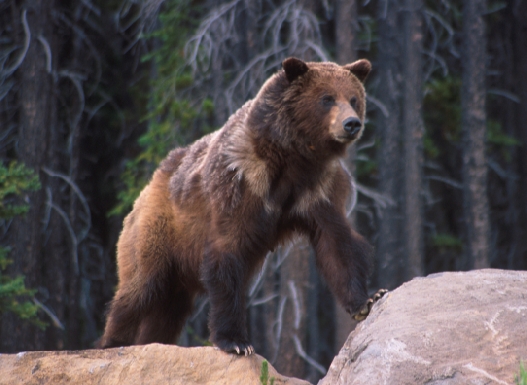 Brown bear_U. arctos_Coastal British Columbia Canada_varying coat color_S Himmer