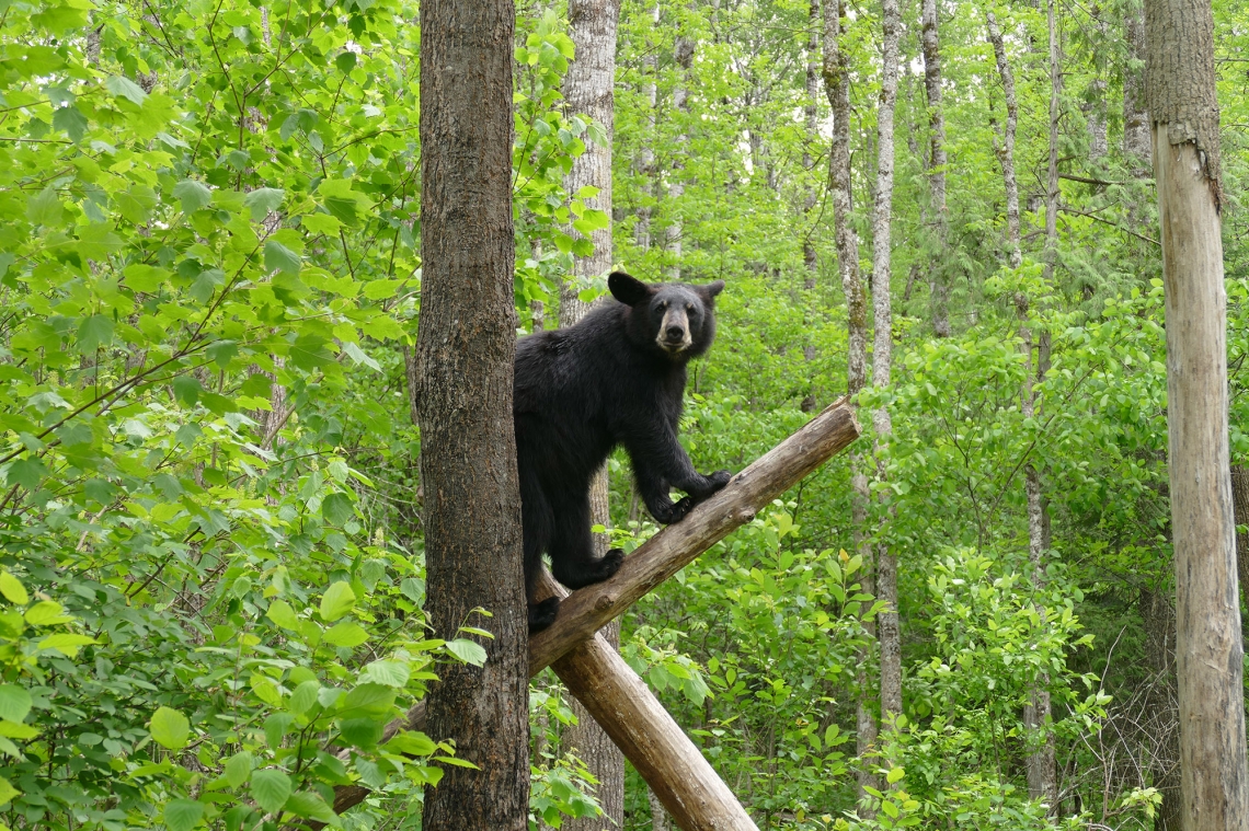 American black bear_U americanus Minnesota_northern hardwood forest habitat_D Garshelis