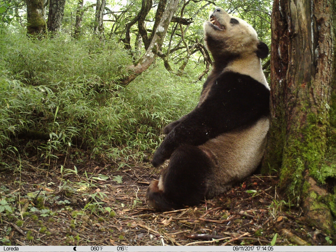 Giant panda_A melanoleuca_Anzihe NR_rubbing back on tree_PKU