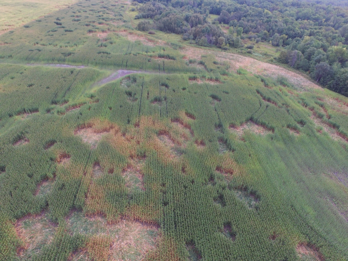 Corn damage caused by American black bears in Minnesota USA, viewed from a drone_Minnesota DNR