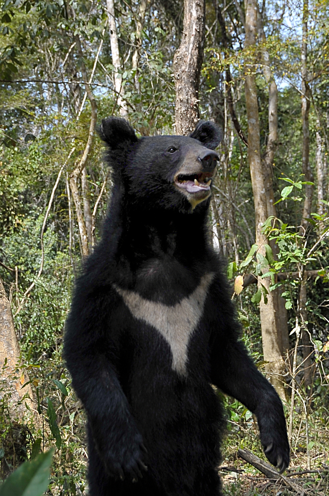 Asiatic black bear_U thibetanus_SE Asia rescue center_showing individually distinctive chest marking_Free the Bears