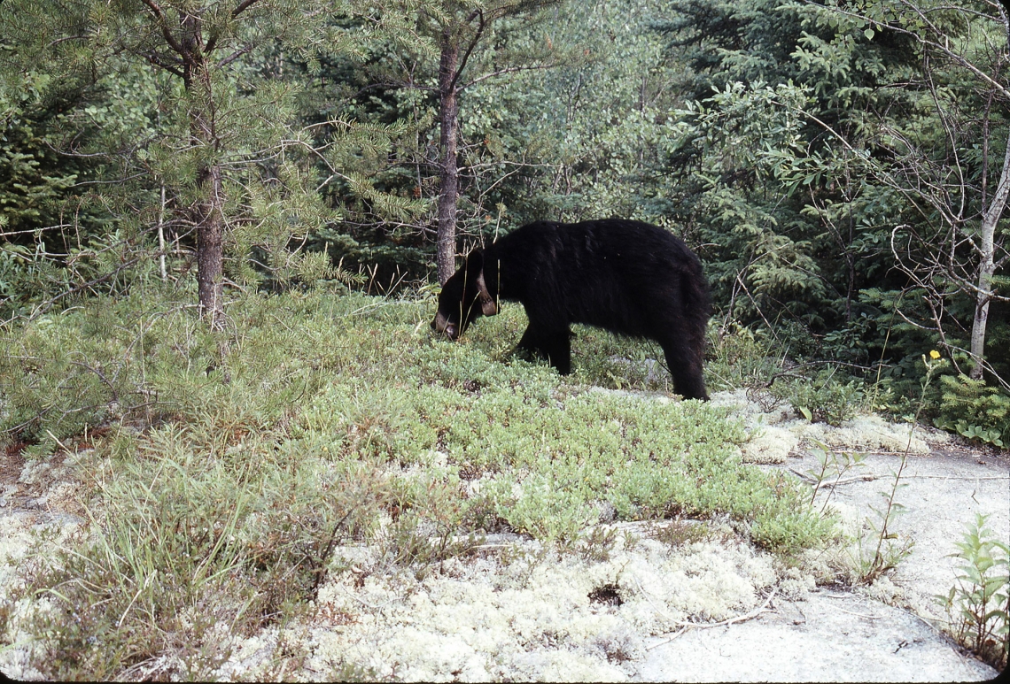 American black bear_U americanus Minnesota_feeding on blueberries_D Garshelis