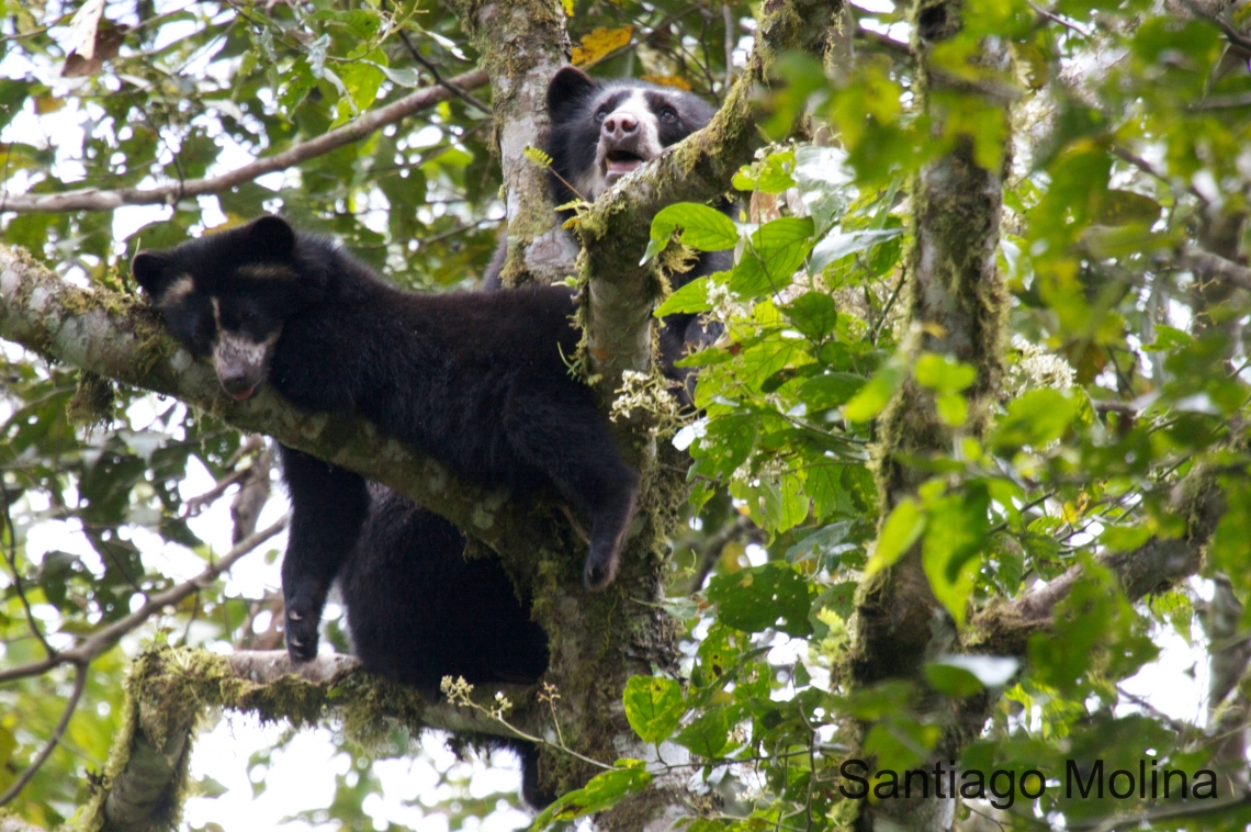 Andean bear_T ornatus_Maquipucuna Ecuador_female with cub resting in tree_Santiago Molina