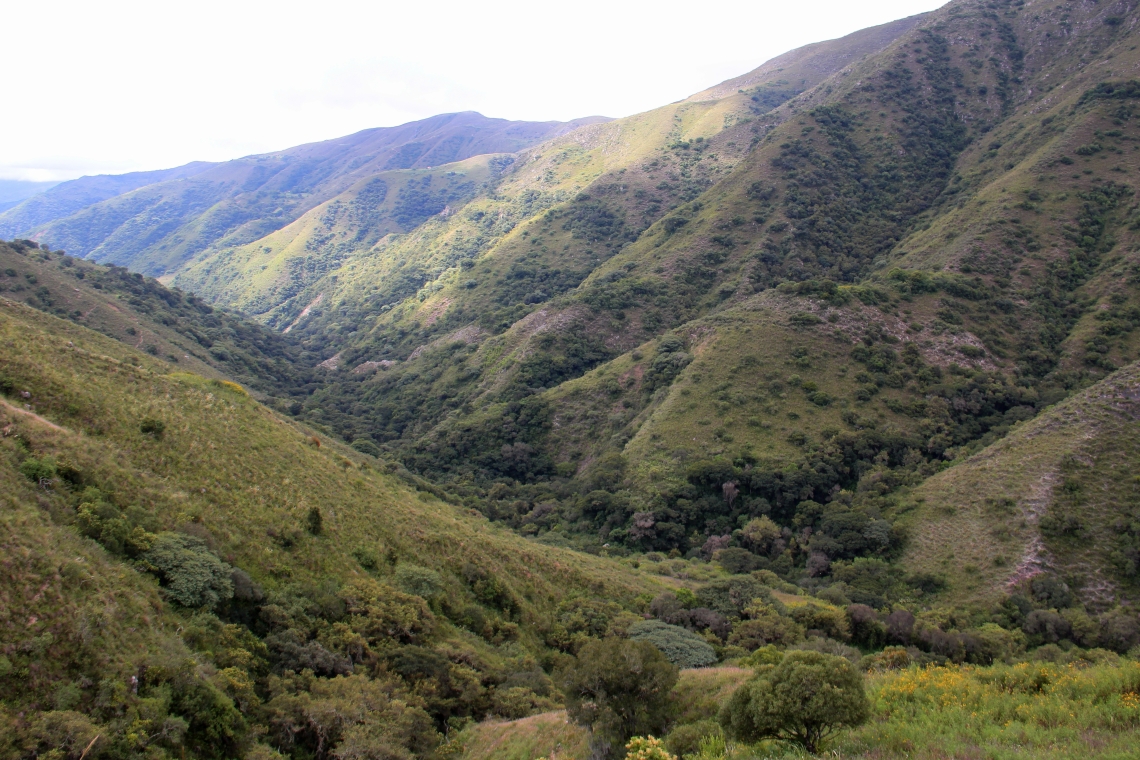 Andean bear_T ornatus_Tarija Bolivia_grassland forest mosaic landscape_Ximena Vélez-Liendo