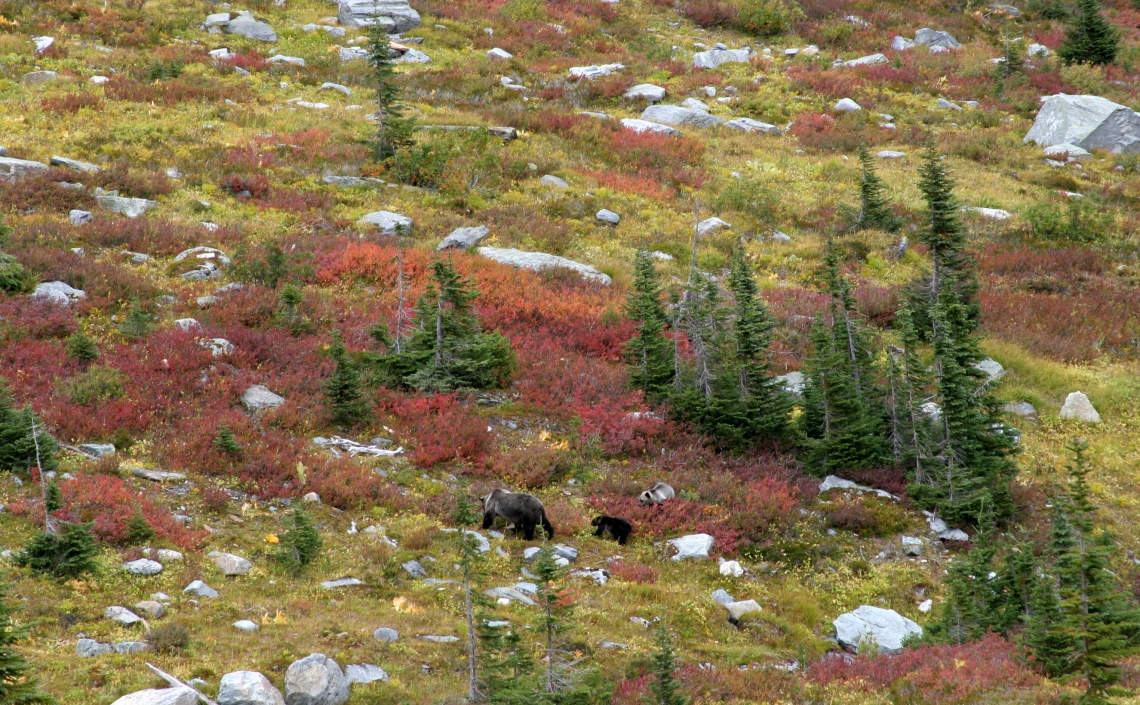 Brown bear_U arctos_British Columbia Canada_bear family feeding in excellent huckleberry habitat_G. MacHutchon