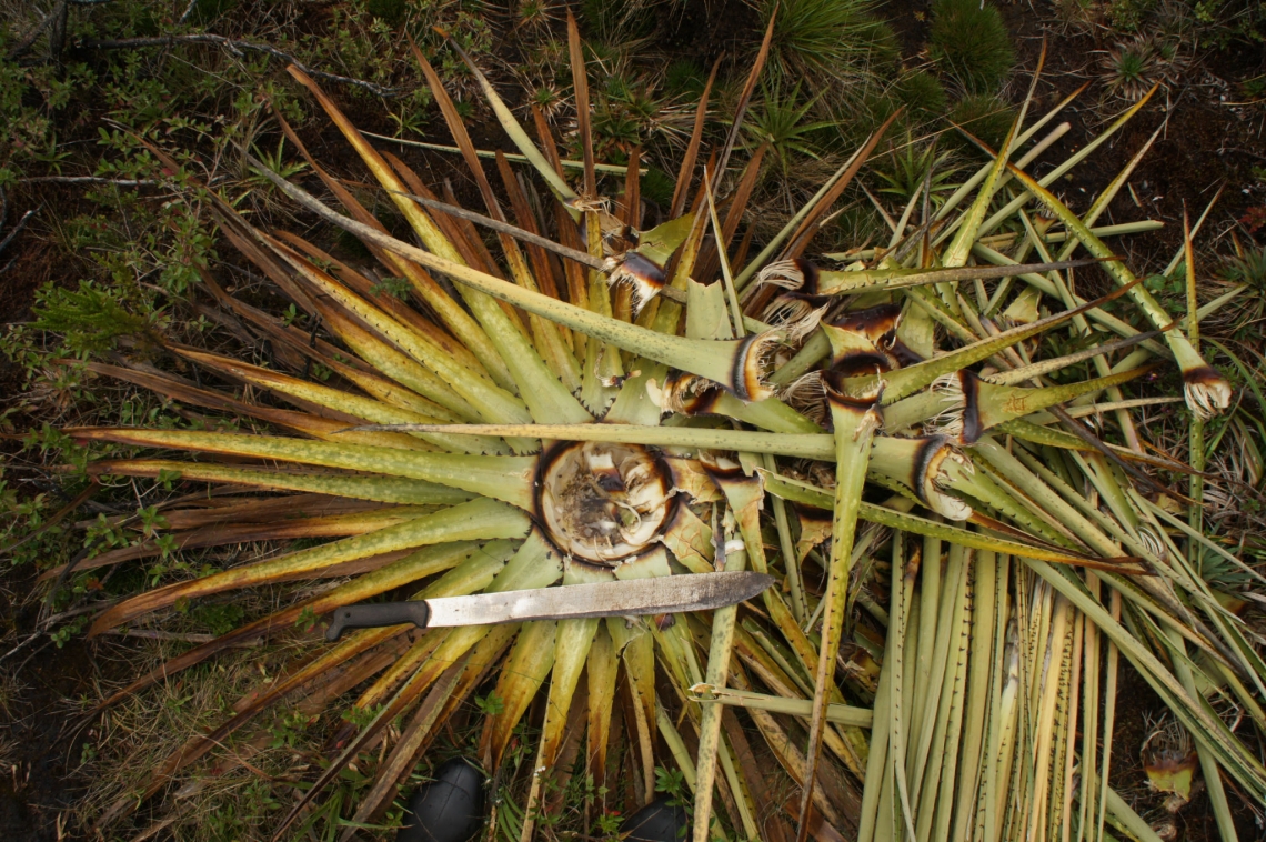 Andean bear_T ornatus_Colombia_remnants from foraged terrestrial bromeliad_Nicolas Reyes-Amaya-Fundación Wii