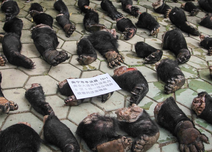 Asiatic black bear_U thibetanus_Nanning China_bear paw seizure 2012 141 paws