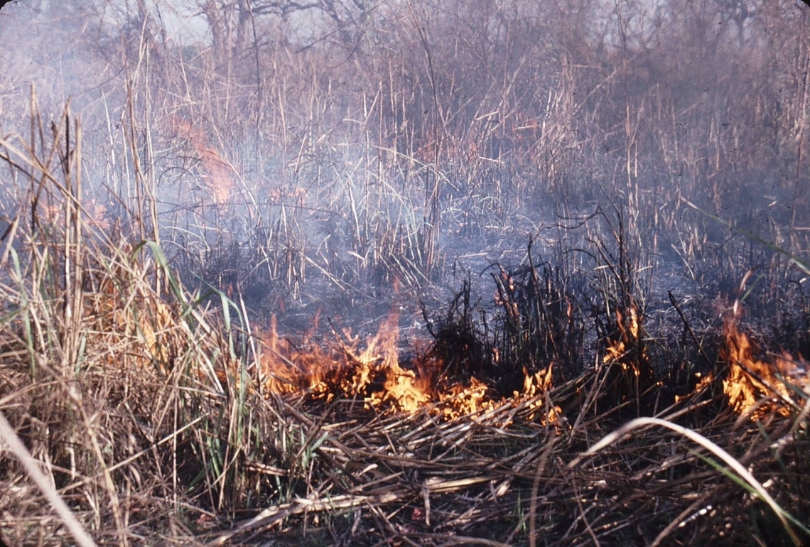 Sloth bear_M ursinus_Chitwan Nepal_seasonal burning maintains grassland habitat_D Garshelis