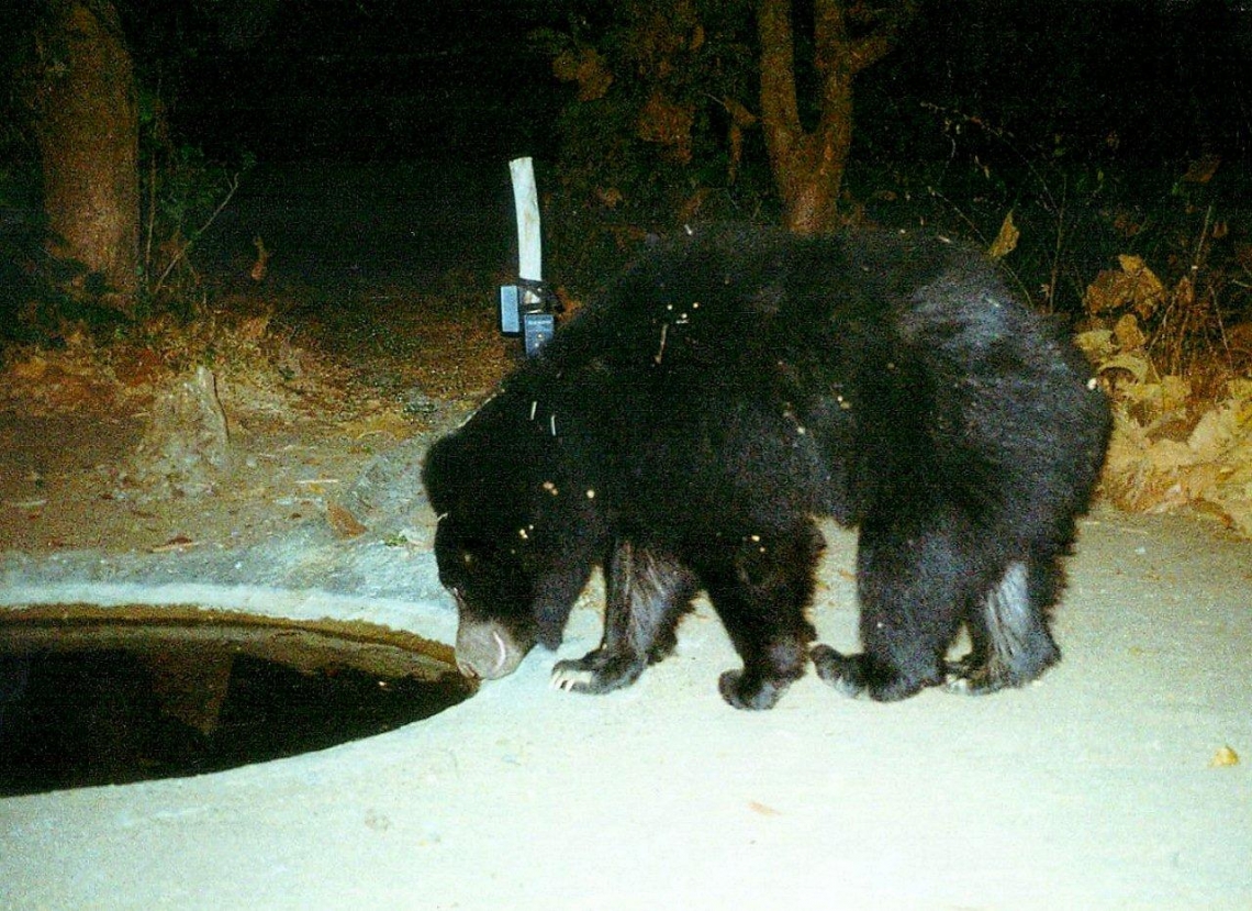 Sloth Bear_M ursinus_Gujarat India_camera trap bear at artificial water hole_WCB Research Foundation