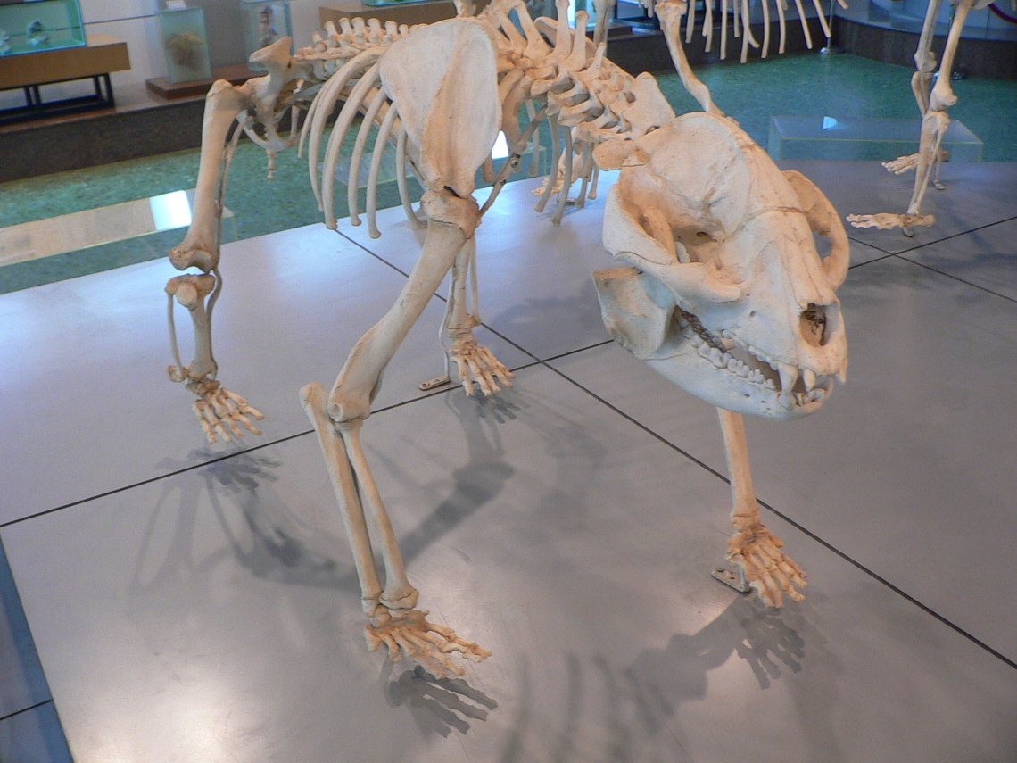 Giant panda_A melanoleuca_full skeleton showing especially large head_D Garshelis.JPG