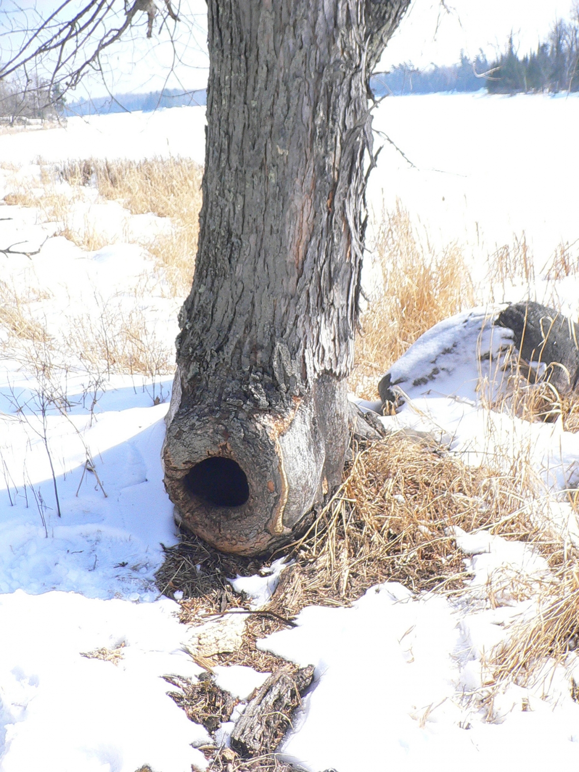 American black bear_U americanus_Minnesota_hollow silver maple tree used by denning bear_D Garshelis