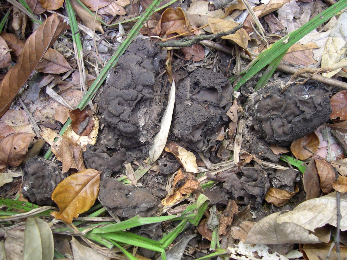 Sun bear_H malayanus_Kalimantan Indonesia_Broken underground Prohamitermes termite nest main food of sun bear in Kalimantan_G Fredriksson