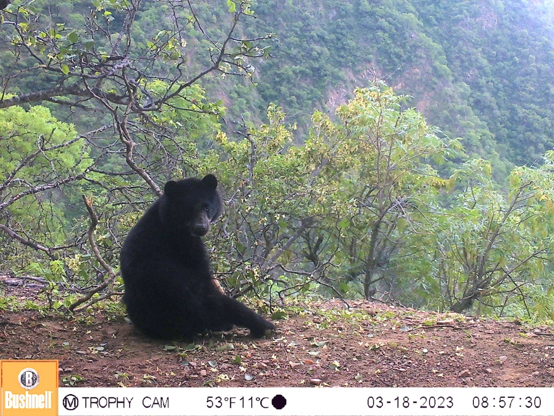 Andean bear_T ornatus_southern dry forest Bolivia_increasing population on community lands due to promotion of coexistence_Ximena Velez-Liendo